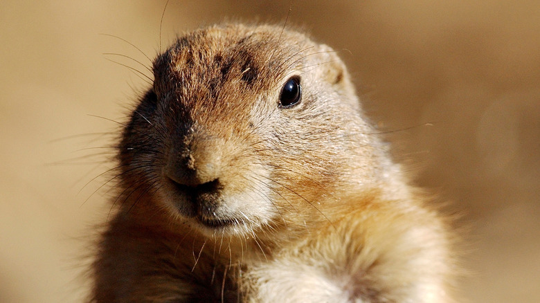 Prairie dog 