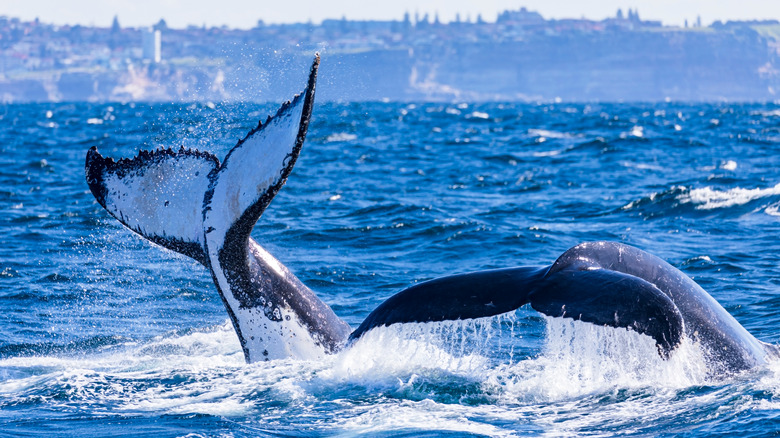 Humpback whale tails
