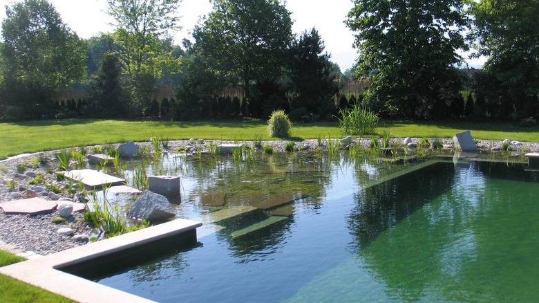 A natural swimming pool 