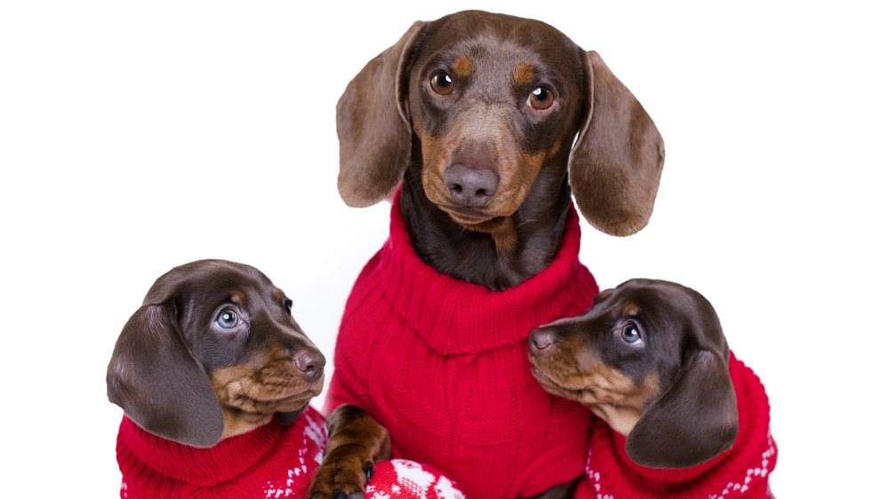 Daschund 