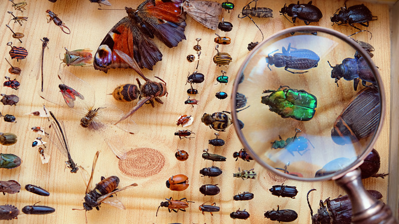 insect collection