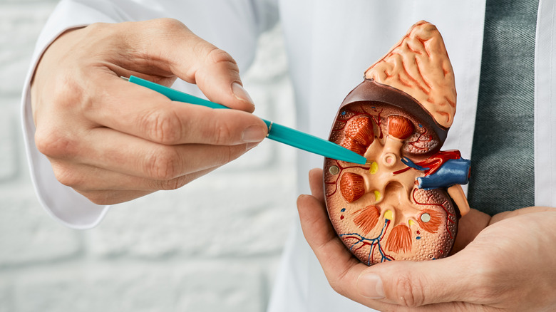 Doctor holding model of kidney