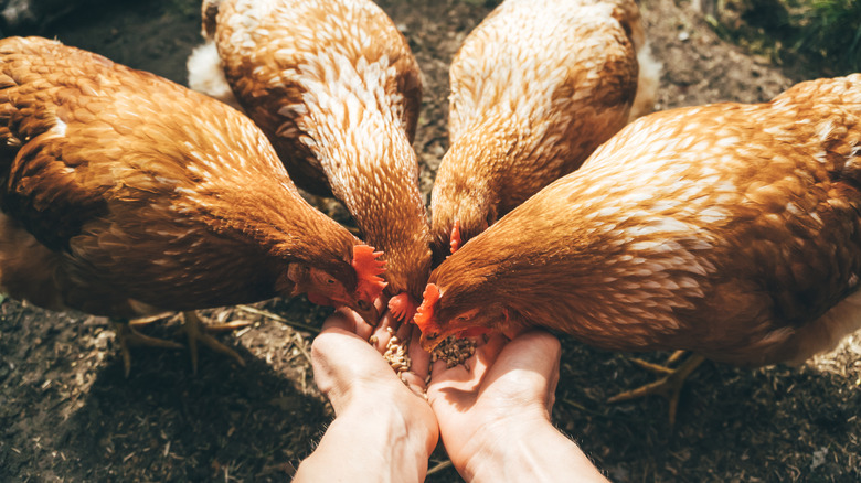 Feeding chickens without gloves 