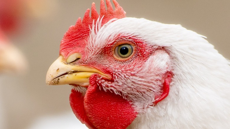 Chickens carry bird flu 