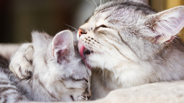 cat licking her kitten