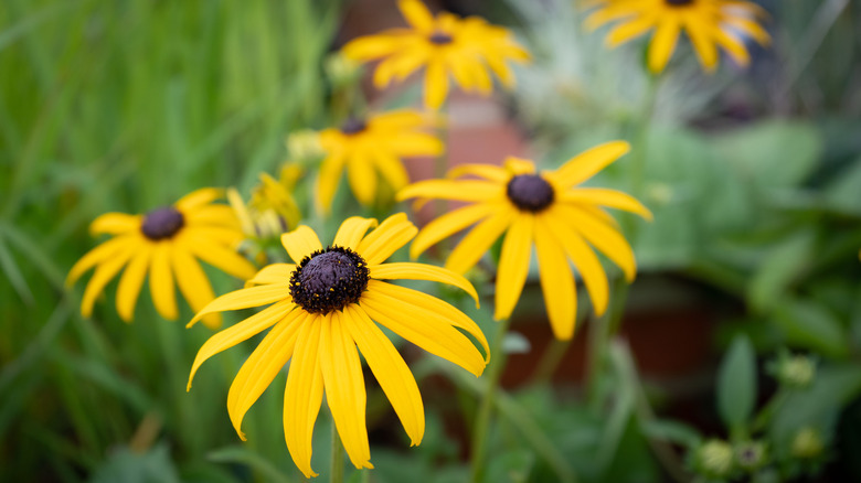 black eyed susans