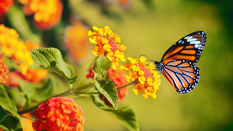 monarch butterfly on flower