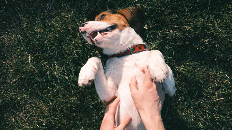 dog belly being scratched