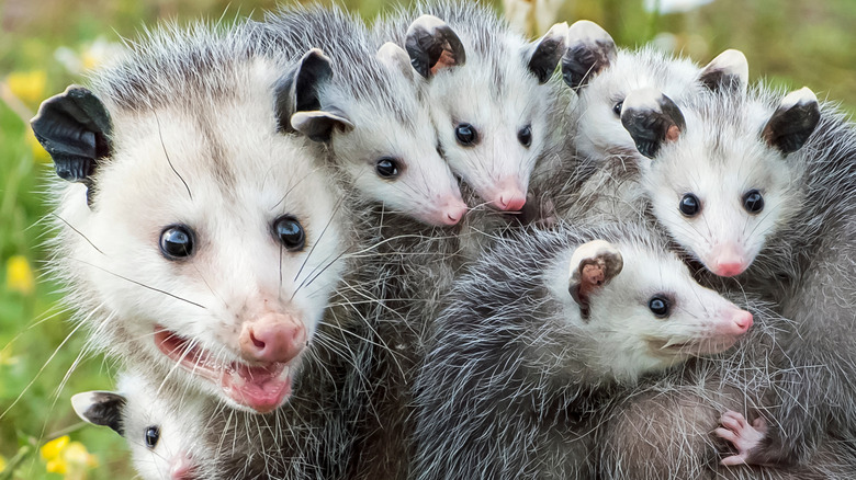 Opossum mom with babies