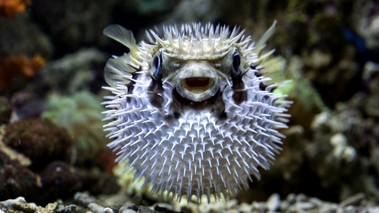 deadly puffer fish