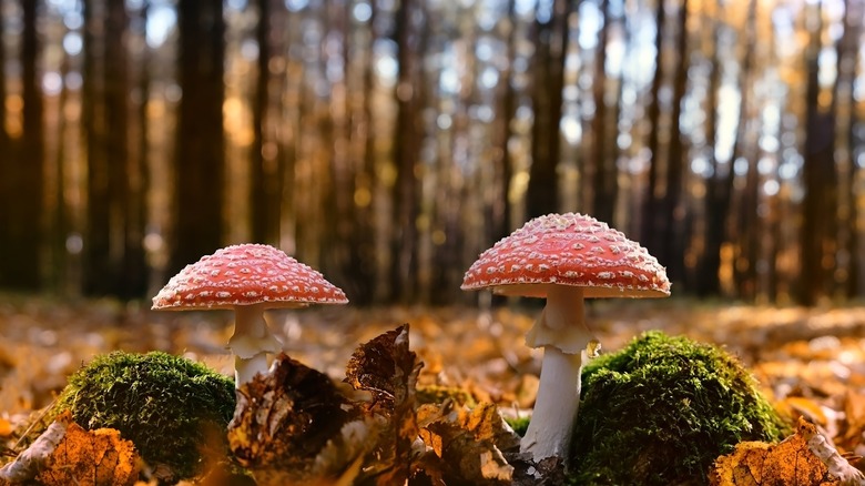 poisonous mushrooms in a forest