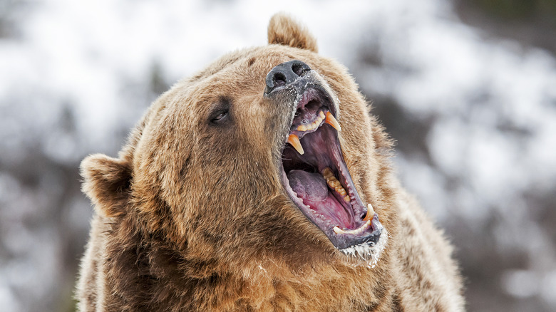 a roaring bear