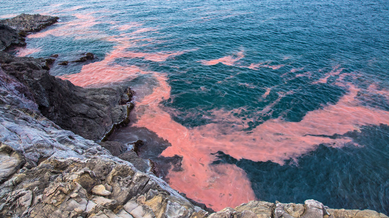 red tides in ocean