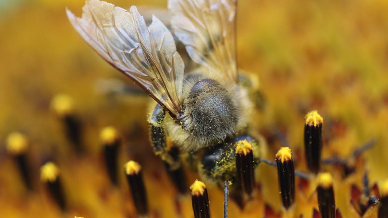 A bee on a flower