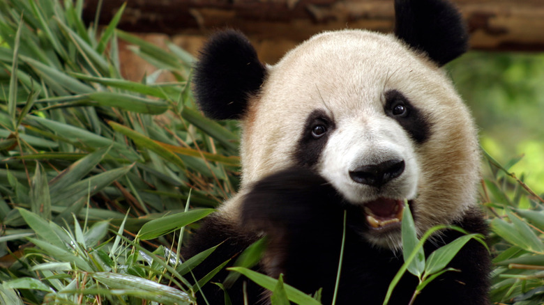 Giant panda eating bamboo