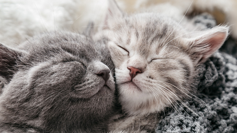 Kittens cuddling
