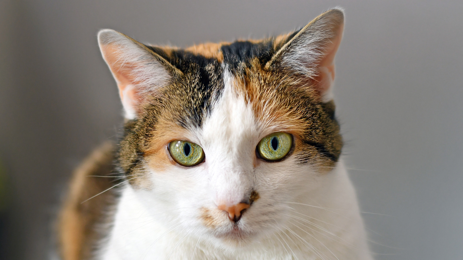 The Scientific Reasons Cats Raise Their Butts When They're Scratched