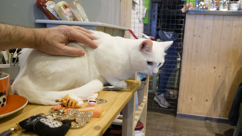 Petting a cat