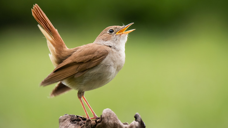 Bird singing