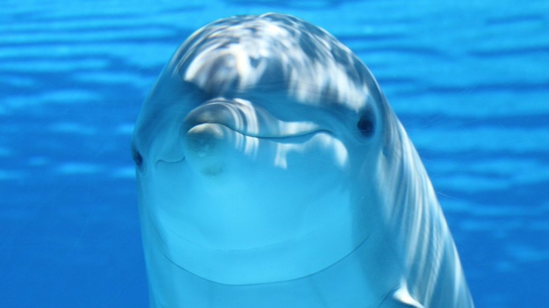 Dolphin's face under water