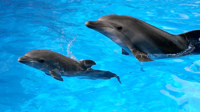Two dolphins swimming
