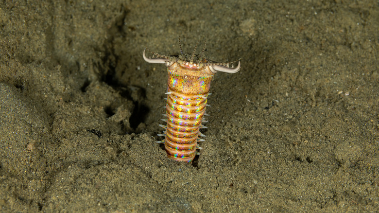 bobbit worm