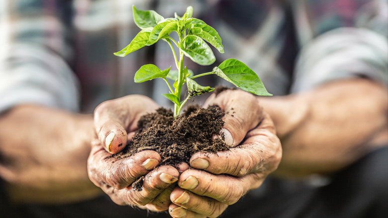 Person holding a plant