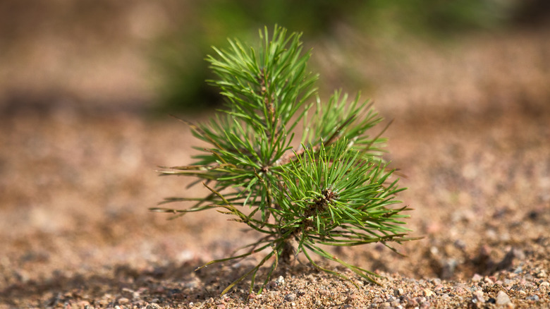 Fir tree sapling