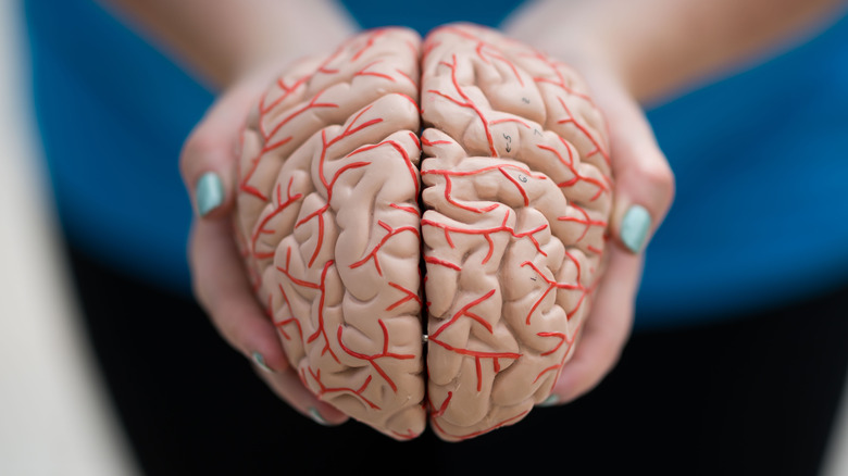 woman holds model brain