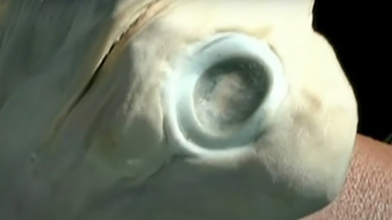 Cyclops shark