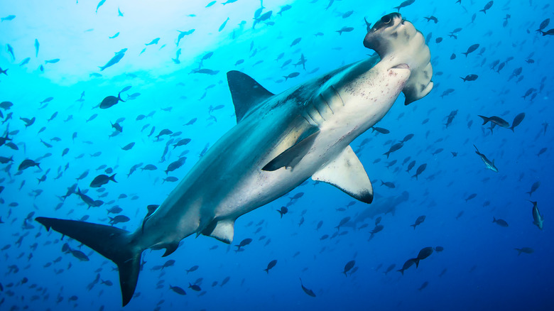 Hammerhead shark swimming