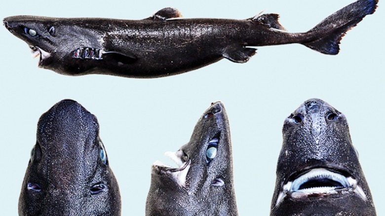 Various views, ninja lanternshark