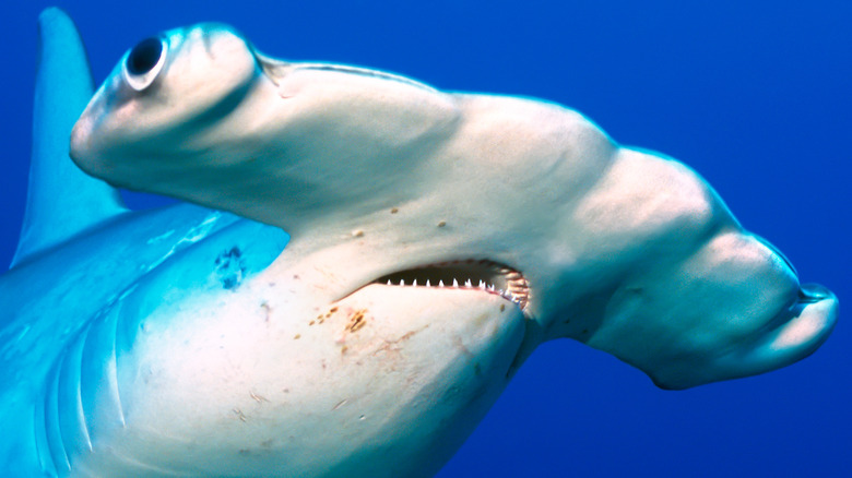 A large hammerhead shark