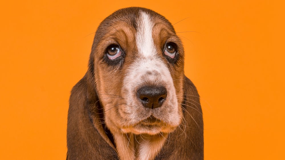 Basset Hound