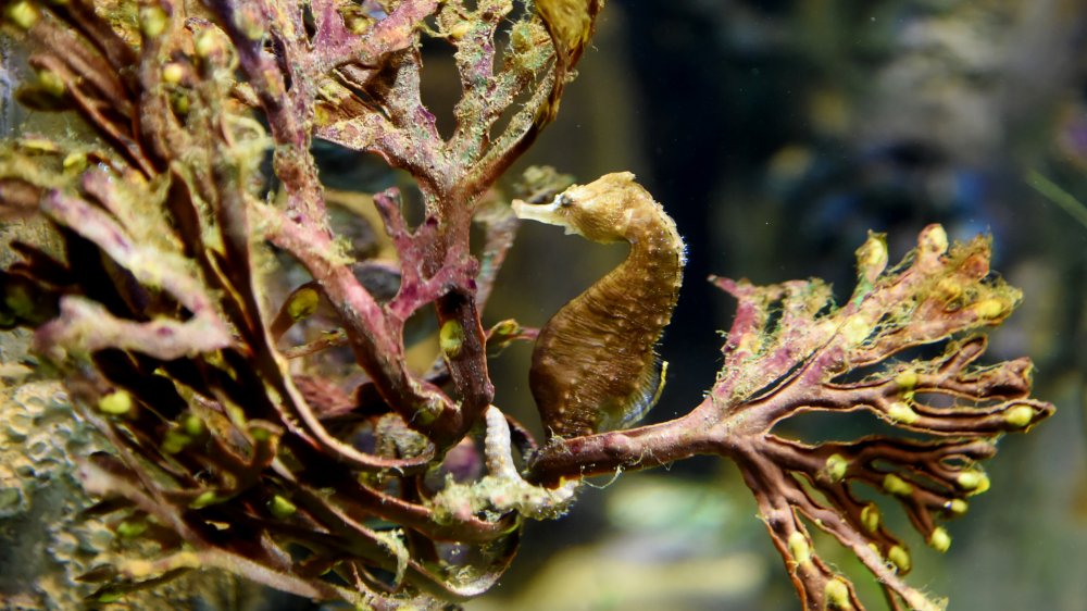 seahorse