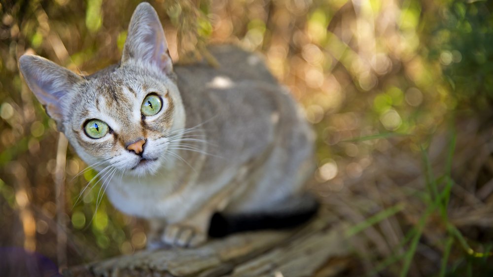 Singapura cat