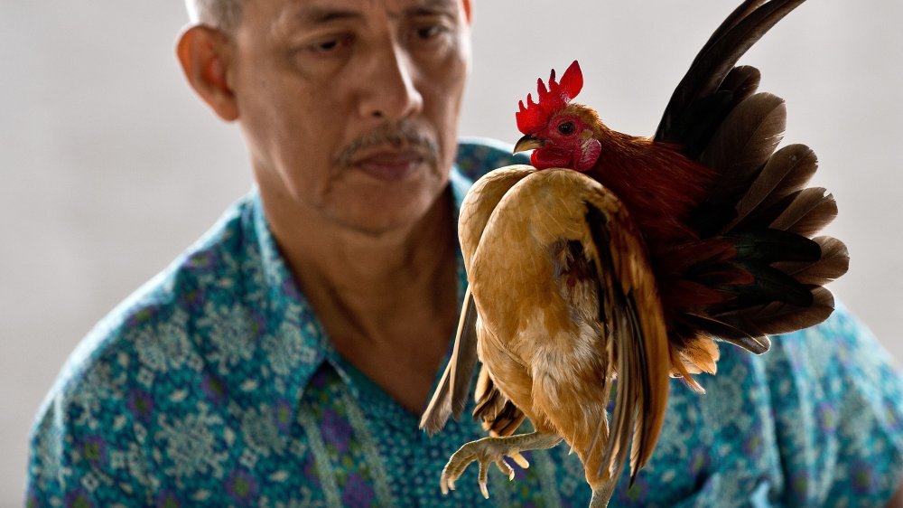 serama chicken