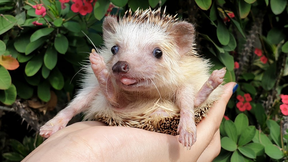 African pygmy hedgehog