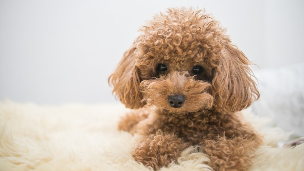Toy poodle