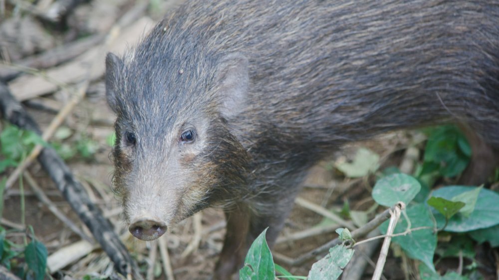 pygmy hog