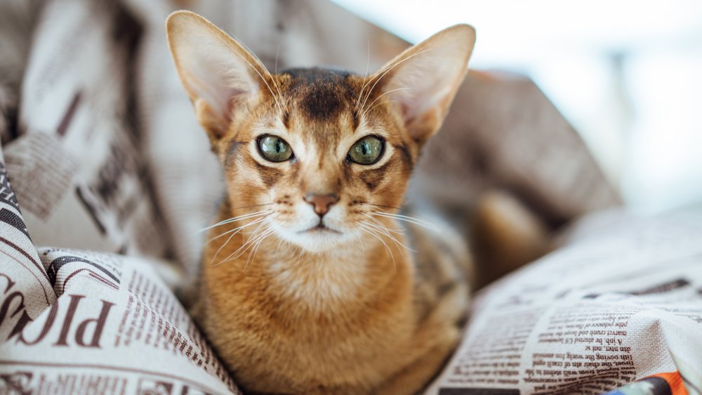 Abyssinian Cat