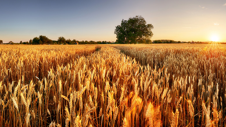 Wheat field sunset