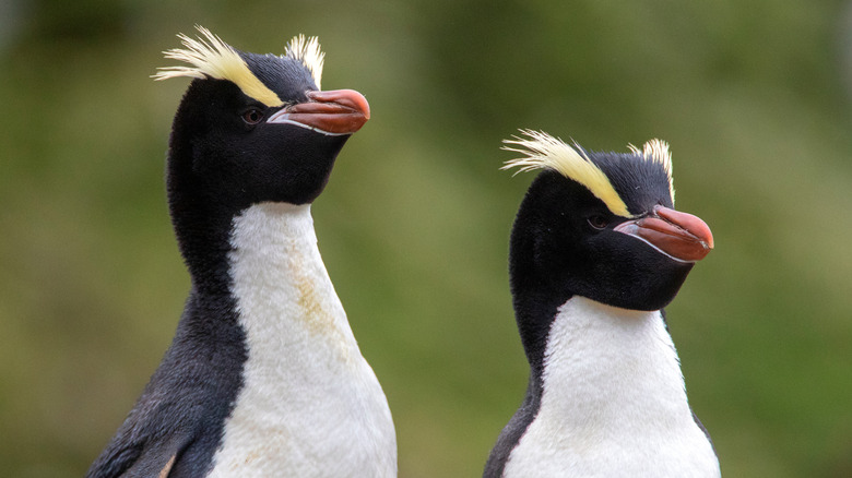 erect-crested penguins