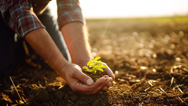 picking a seedling 