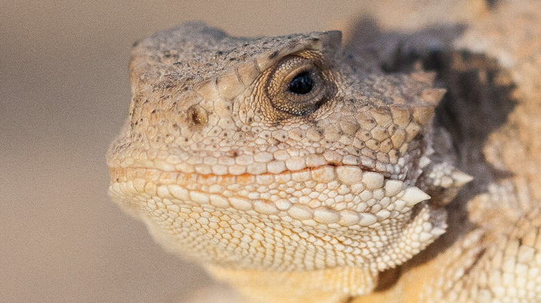 Short-horned lizard