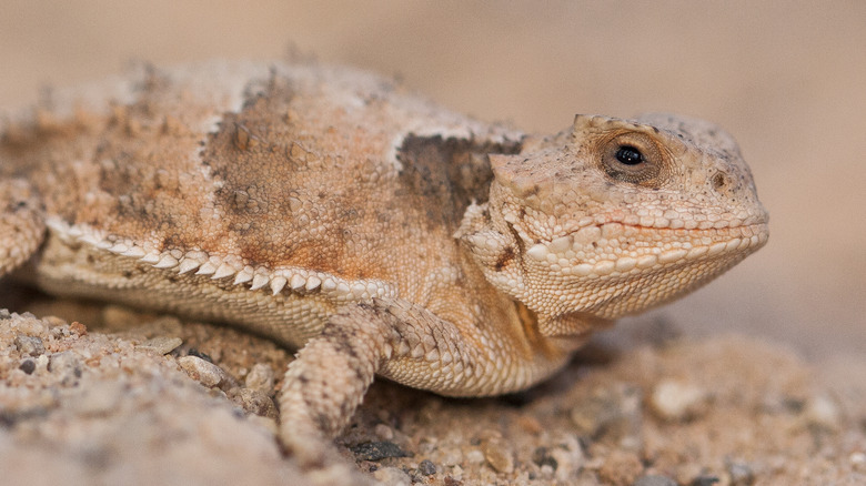 Short-horned lizard