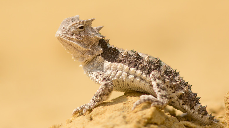 Horned lizard