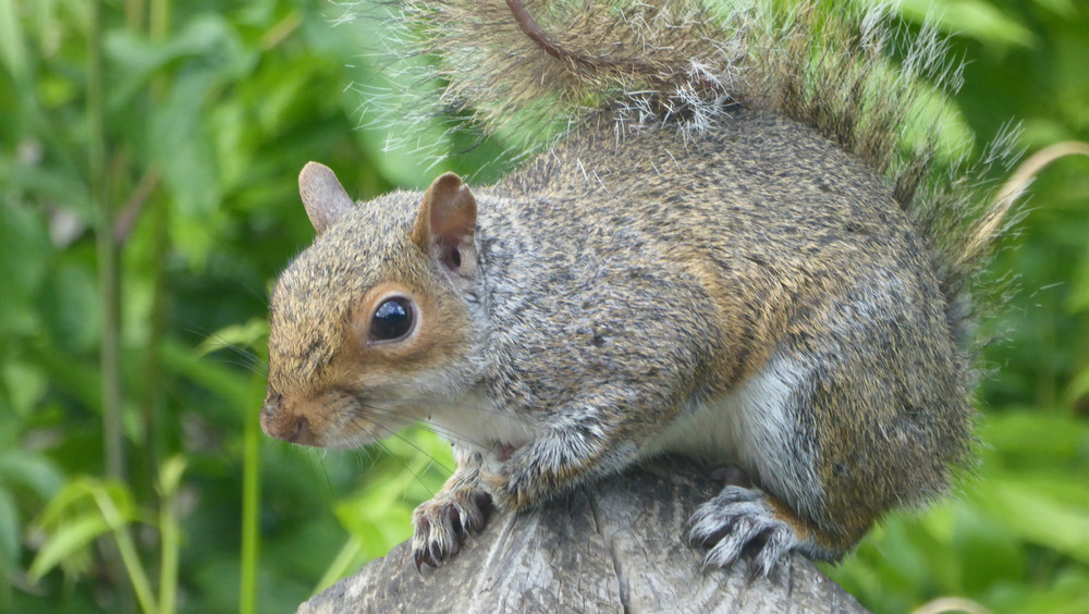 Squirrel in the wild