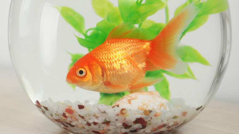 A goldfish in a bowl