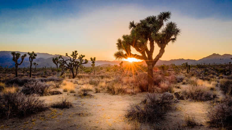 Sun setting in Mojave desert